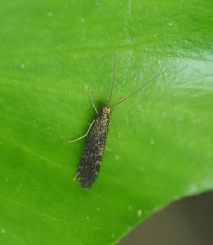 Réf. 255 324 : Polycentropus sp.
